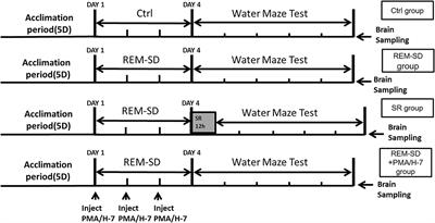 Effect of the cPKCγ-Ng Signaling System on Rapid Eye Movement Sleep Deprivation-Induced Learning and Memory Impairment in Rats